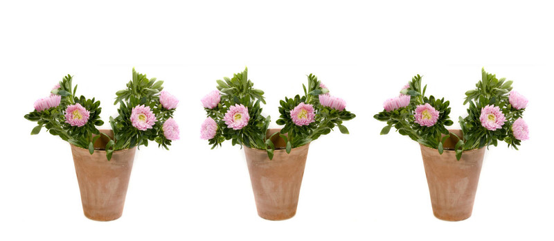 花卉