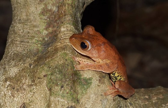 野生動物