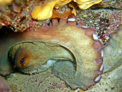 裂縫中的章魚