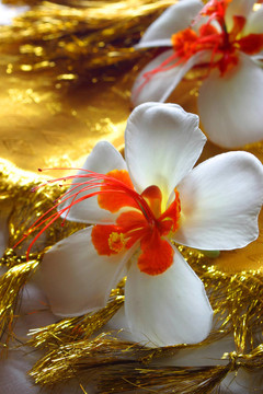 花卉