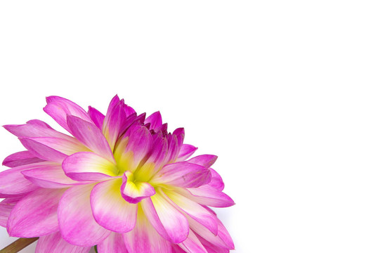 花卉