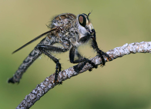 raubfliege