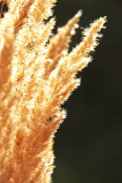 早熟禾（Poa pratensis）