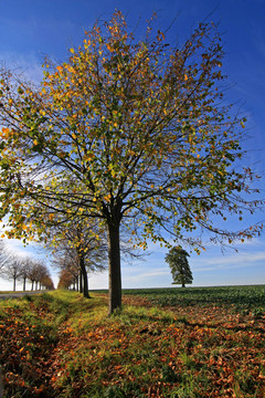 herbstleuchten