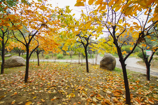 櫻花樹(shù)秋色