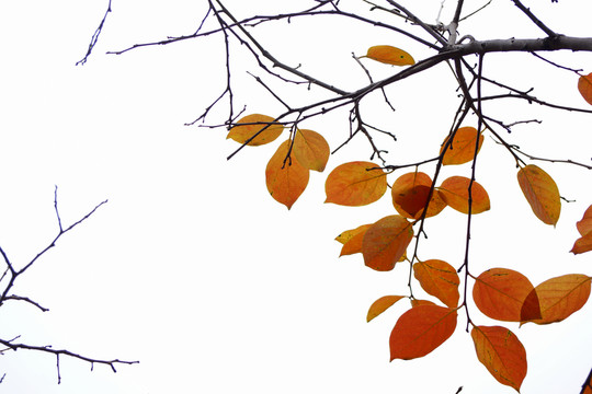 紅葉櫻花樹葉