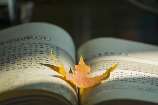 書本上的紅葉