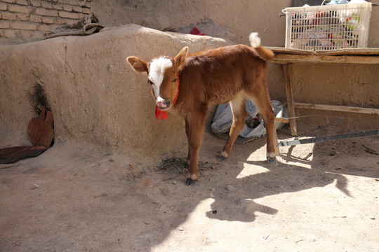 小牛犢