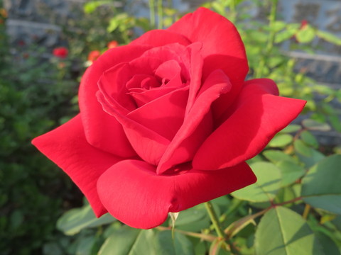 月季花