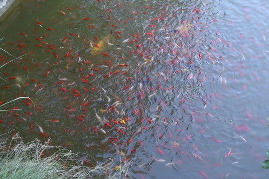 喂魚