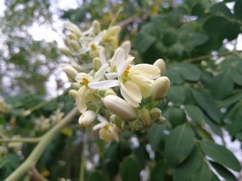辣木花