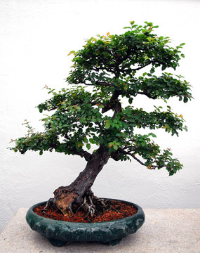 藝術(shù)