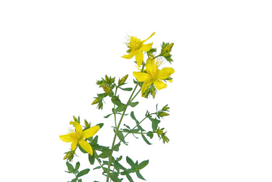 開花