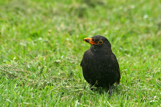 黑鳥的獵物