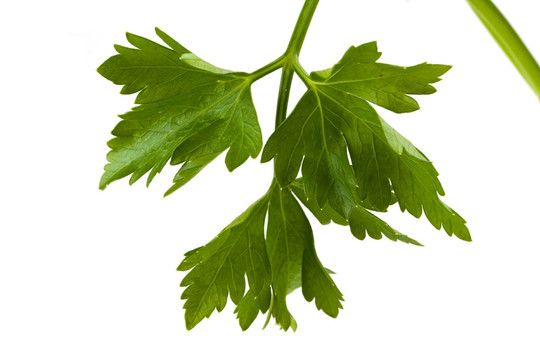 一個(gè)香菜葉特寫(xiě)白色隔離