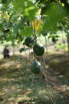 瓜簍 藥瓜 野瓜 吊瓜 野葫蘆