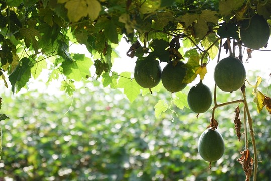 瓜簍 藥瓜 野瓜 吊瓜 野葫蘆