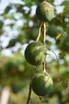 瓜簍 藥瓜 野瓜 吊瓜 野葫蘆