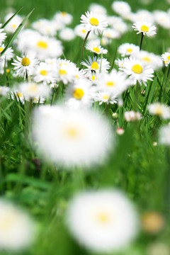 雛菊