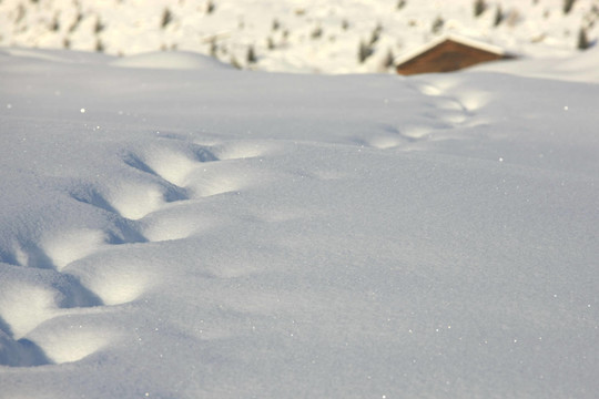 粉雪中的痕跡