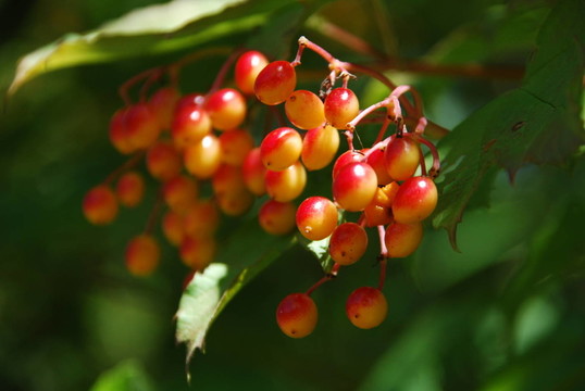 玻璃果（莢opulos）