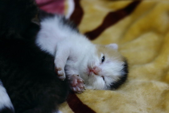 貓