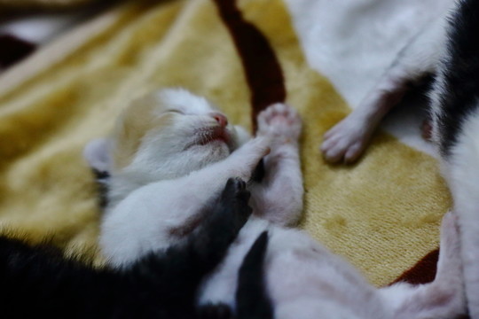 貓