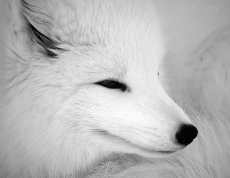 動物