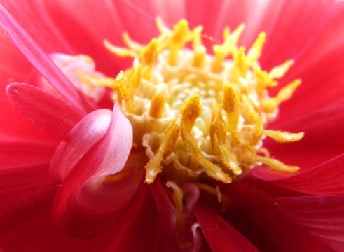 花卉