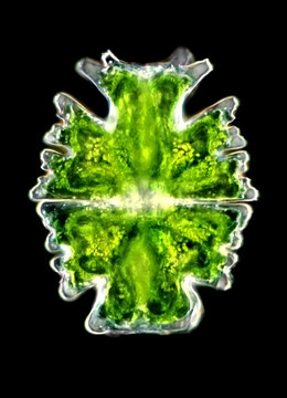 沼澤中的藻類（400 x）