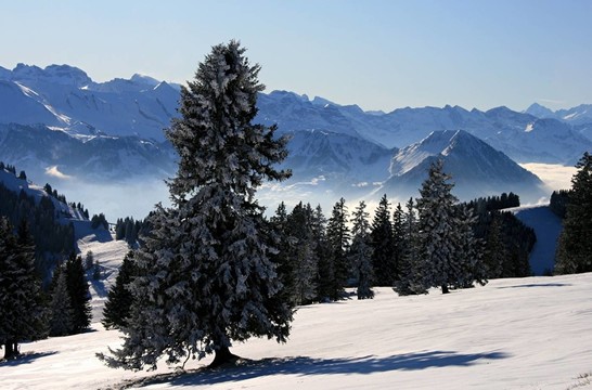 山