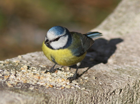 鳥