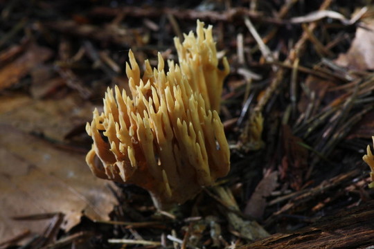 針葉珊瑚