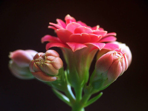 花開