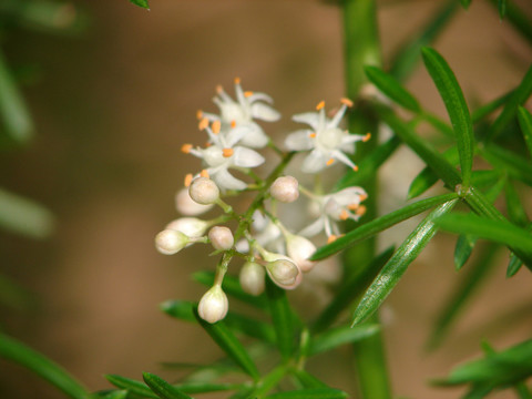 天門冬花朵特寫