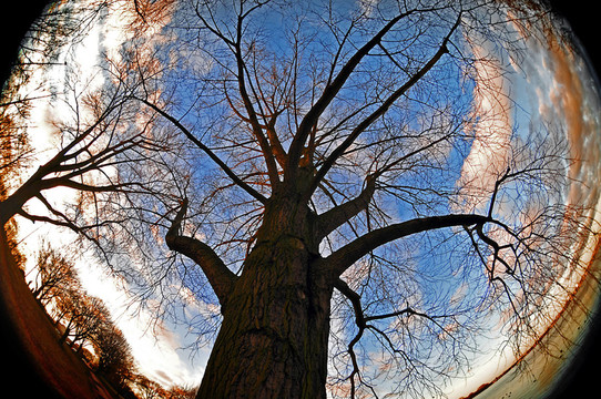 在altsterpark abendstimmung