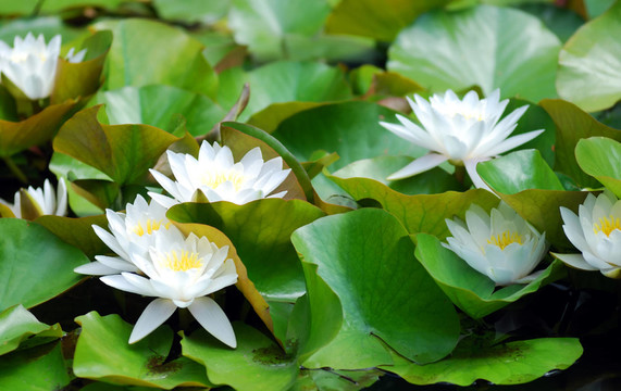 荷花