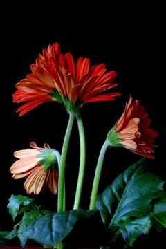 非洲菊1