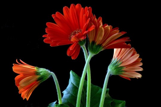 非洲菊2