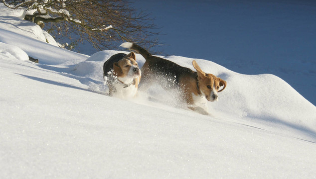 winterfreude