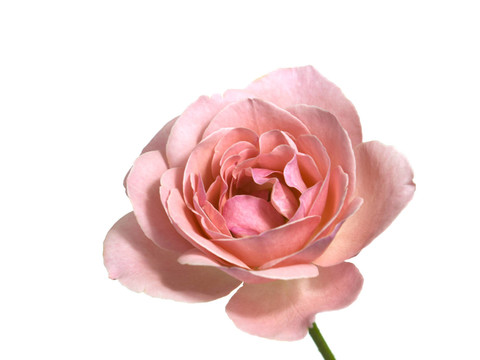 花卉