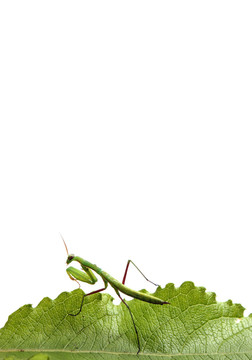 昆蟲(chóng)