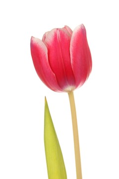 花卉