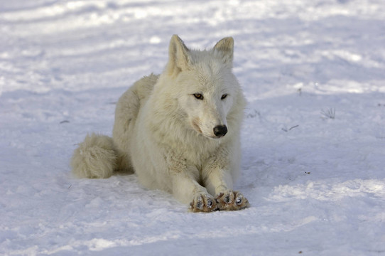 森林狼（Canis lupus）