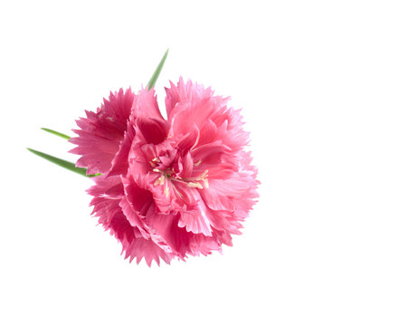花卉