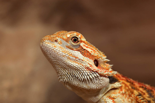bartagame