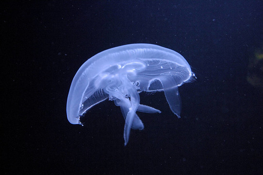 水母