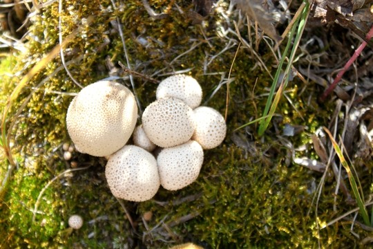 野生菌 馬勃