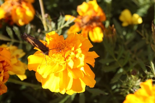 九月菊花