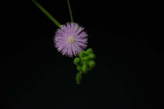 含羞草